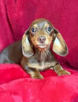 Penelope , a female Miniature Dachshund for sale in Blue Island, IL – 4 of 5