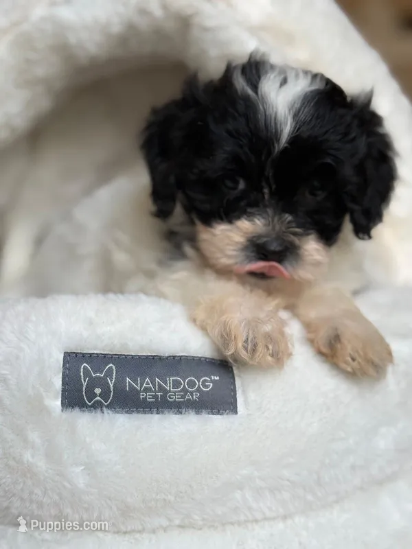 Channel  – Shihpoo puppy for sale in Blue Island, IL