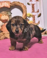Mitch , a male Miniature Dachshund for sale in Blue Island, IL – 2 of 4
