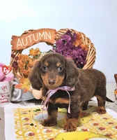 Mae AKC, a female Miniature Dachshund for sale in Blue Island, IL – 4 of 5