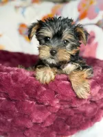 Gizmo (teacup), a male Yorkshire Terrier for sale in Blue Island, IL – 3 of 3