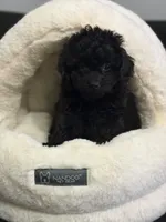 Jet , a female Poodle - Miniature  for sale in Blue Island, IL – 1 of 2
