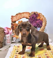 Mason, a male Miniature Dachshund for sale in Blue Island, IL – 3 of 4