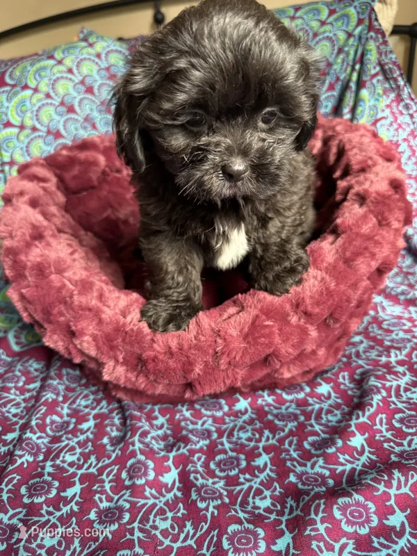 Onyx  – Shih Tzu puppy for sale in Blue Island, IL