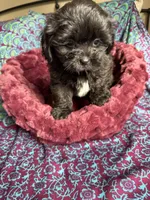 Onyx , a female Shih Tzu for sale in Blue Island, IL – 1 of 3