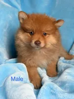 Teddy , a male Pomeranian for sale in Blue Island, IL – 1 of 1
