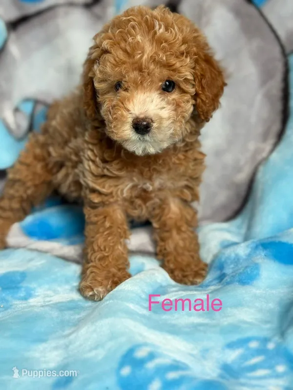 Lucy  – Poodle - Miniature  puppy for sale in Blue Island, IL