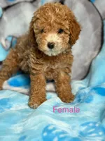 Lucy , a female Poodle - Miniature  for sale in Blue Island, IL – 1 of 1