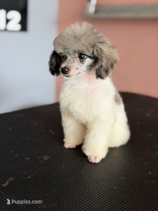 Lexi – Poodle - Toy  puppy for sale in Blue Island, IL