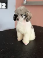 Lexi, a female Poodle - Toy  for sale in Blue Island, IL – 1 of 1