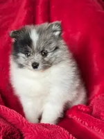 Blue , a male Pomeranian for sale in Blue Island, IL – 3 of 4