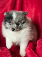 Blue , a male Pomeranian for sale in Blue Island, IL – 2 of 4