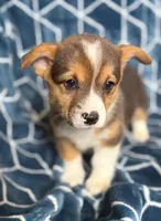 Snoopy , a male Pembroke Welsh Corgi for sale in Blue Island, IL – 4 of 4