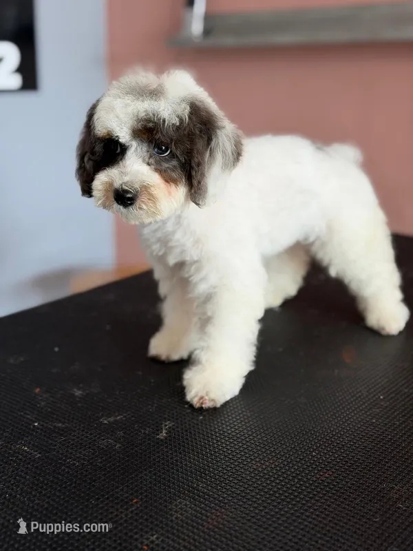 AKC Charlie  – Poodle - Miniature  puppy for sale in Blue Island, IL