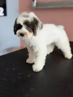 AKC Charlie , a male Poodle - Miniature  for sale in Blue Island, IL – 1 of 1