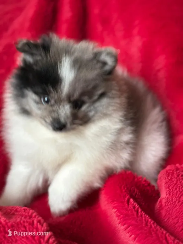 Blue  – Pomeranian puppy for sale in Blue Island, IL