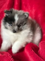 Blue , a male Pomeranian for sale in Blue Island, IL – 1 of 4