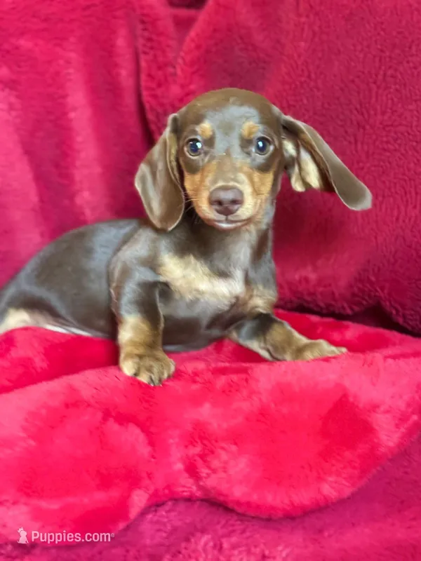 Penelope  – Miniature Dachshund puppy for sale in Blue Island, IL