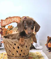 Mason, a male Miniature Dachshund for sale in Blue Island, IL – 4 of 4