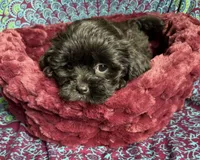 Onyx , a female Shih Tzu for sale in Blue Island, IL – 2 of 3