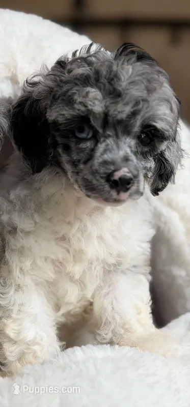 Gigi  – Poodle - Toy  puppy for sale in Blue Island, IL