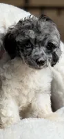 Gigi , a female Poodle - Toy  for sale in Blue Island, IL – 1 of 1