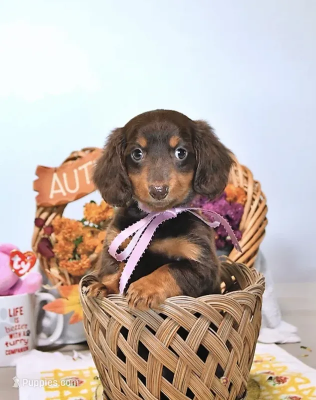 Mae AKC – Miniature Dachshund puppy for sale in Blue Island, IL