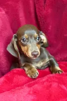 Penelope , a female Miniature Dachshund for sale in Blue Island, IL – 3 of 5