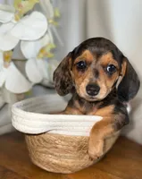 Penelope , a female Miniature Dachshund for sale in Blue Island, IL – 3 of 4