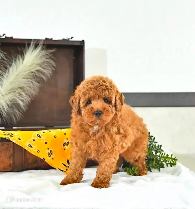 Terry  – Poodle - Toy  puppy for sale in Blue Island, IL
