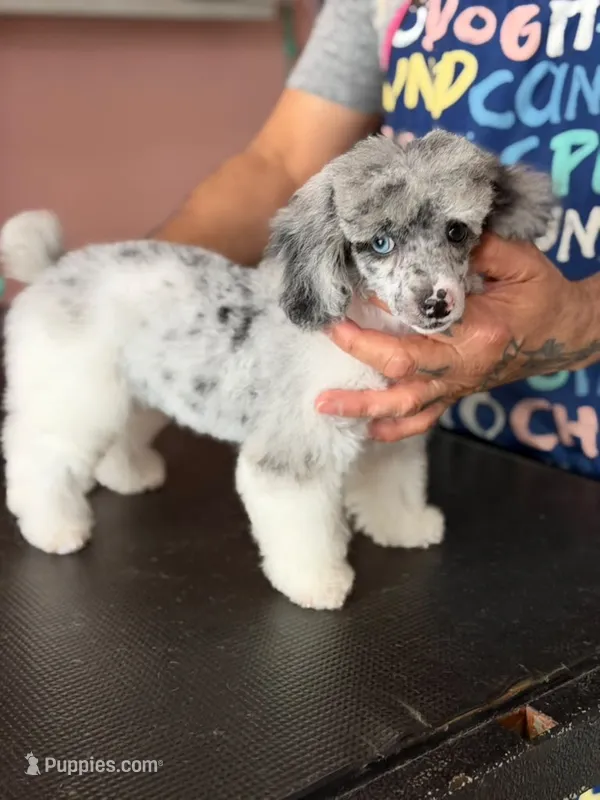 Blue  – Poodle - Toy  puppy for sale in Blue Island, IL