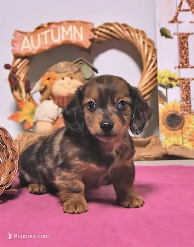 Mitch  – Miniature Dachshund puppy for sale in Blue Island, IL