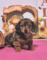 Mitch , a male Miniature Dachshund for sale in Blue Island, IL – 1 of 4