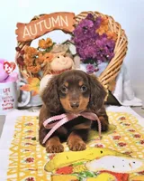 Mae AKC, a female Miniature Dachshund for sale in Blue Island, IL – 3 of 5