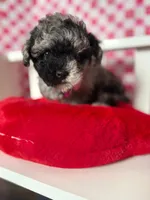 Stormy , a female Poodle - Toy  for sale in Blue Island, IL – Photo 1 of 5