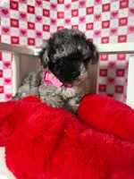 Stormy , a female Poodle - Toy  for sale in Blue Island, IL – Photo 3 of 5