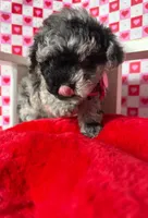 Stormy , a female Poodle - Toy  for sale in Blue Island, IL – Photo 4 of 5