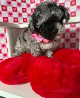 Stormy , a female Poodle - Toy  for sale in Blue Island, IL – Photo 2 of 5