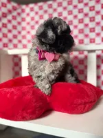 Stormy , a female Poodle - Toy  for sale in Blue Island, IL – Photo 5 of 5