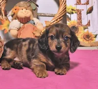 Mitch , a male Miniature Dachshund for sale in Blue Island, IL – 3 of 4