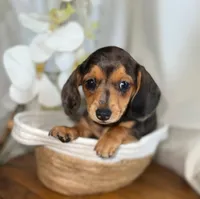 Penelope , a female Miniature Dachshund for sale in Blue Island, IL – 2 of 4
