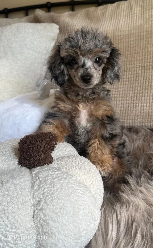 Lucy  – Poodle - Toy  puppy for sale in Blue Island, IL