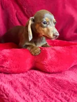 Penelope , a female Miniature Dachshund for sale in Blue Island, IL – 5 of 5