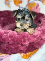 Gizmo (teacup), a male Yorkshire Terrier for sale in Blue Island, IL – 2 of 3