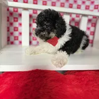 Ricky , a male Poodle - Toy  for sale in Blue Island, IL – Photo 3 of 3