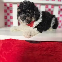 Ricky , a male Poodle - Toy  for sale in Blue Island, IL – Photo 1 of 3