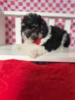 Ricky , a male Poodle - Toy  for sale in Blue Island, IL – Photo 1 of 3