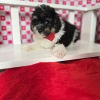 Ricky , a male Poodle - Toy  for sale in Blue Island, IL – Photo 2 of 3