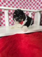 Ricky , a male Poodle - Toy  for sale in Blue Island, IL – Photo 2 of 3