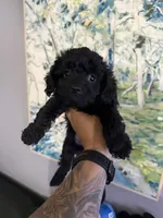 Jet , a female Poodle - Miniature  for sale in Blue Island, IL – 2 of 2
